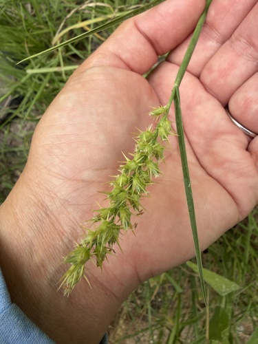 coastal sandbur