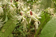 Capparis micracantha