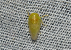 Hyalojassini
