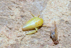 Hyalojassini