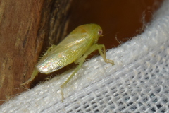 Hyalojassini