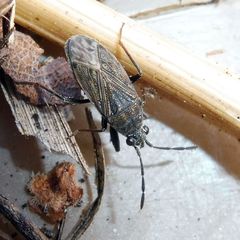 Peritrechus geniculatus