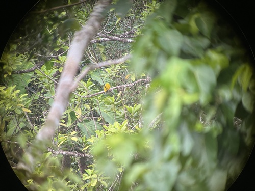 Golden Dove (Ptilinopus luteovirens)
