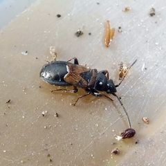 Macrodema microptera