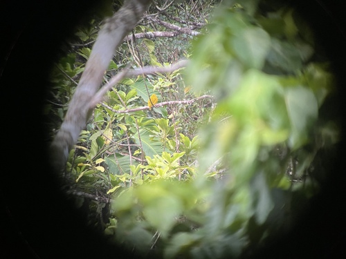 Golden Dove (Ptilinopus luteovirens), photo 2