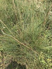 Harpochloa falx