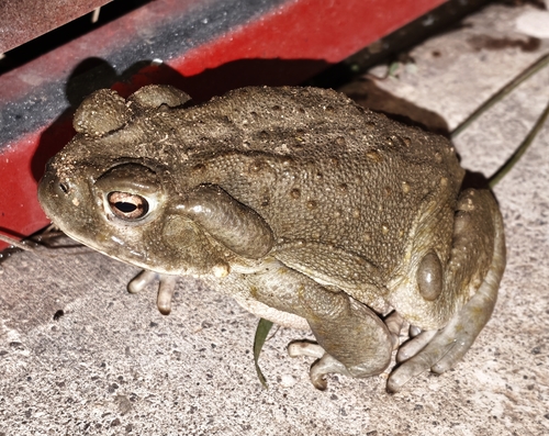 Sonoran Desert Toad