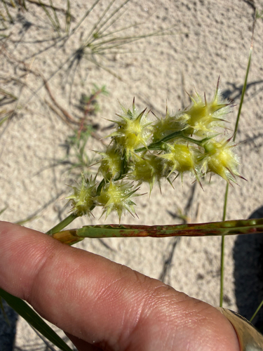 Cenchrus tribuloides, photograph 6