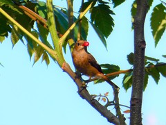 Phoenicurus auroreus