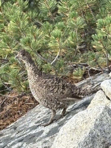 iNaturalist observation photo of Sooty Grouse