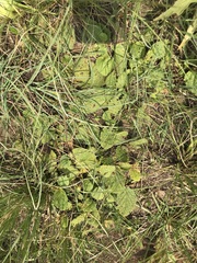 Hermannia transvaalensis