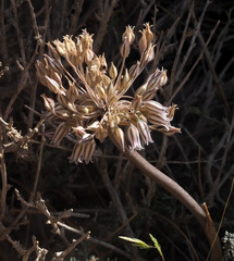 Allium desertorum