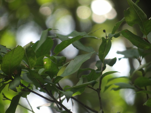 Pourthiaea arguta, photograph 5