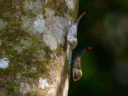 Pyrops pyrorhynchus