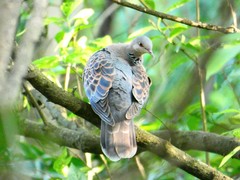 Streptopelia orientalis