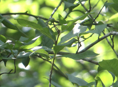 Pourthiaea arguta