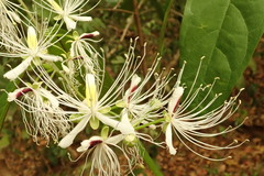 Capparis micracantha
