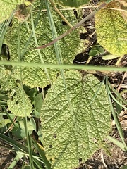 Hermannia transvaalensis