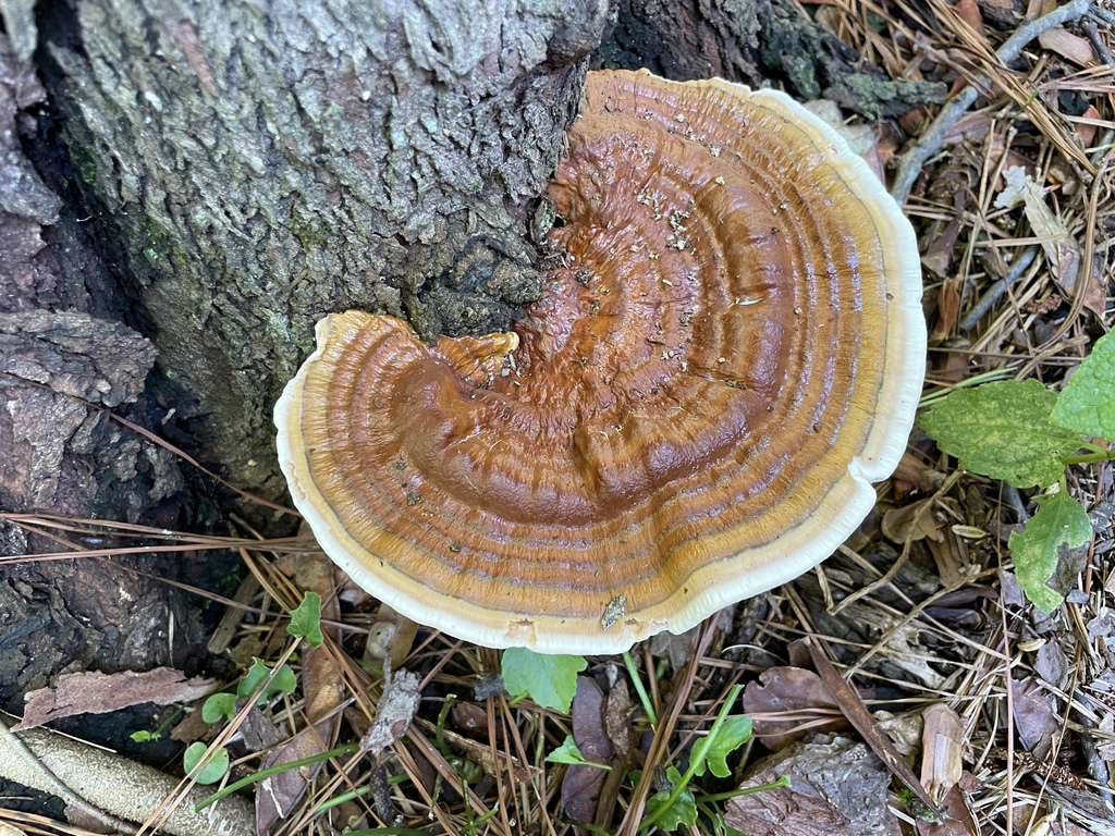 Ganoderma sessile · August 2026 · photo: Photo: (c) Engers, some rights reserved (CC BY) · iNaturalist