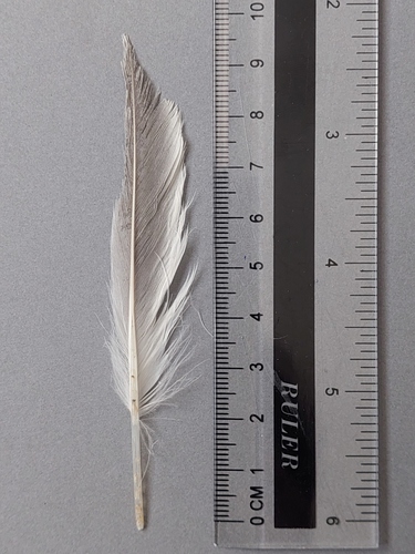 Plume de Sterne pierregarin