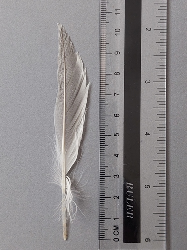 Plume de Sterne pierregarin
