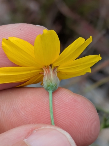 Thelesperma simplicifolium