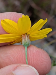 Thelesperma simplicifolium
