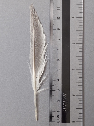 Plume de Sterne pierregarin