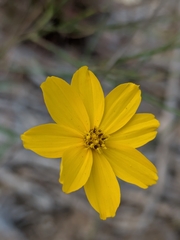 (c) Eric Knight, some rights reserved (CC BY) Thelesperma simplicifolium, photograph (c) Eric Knight, some rights reserved (CC BY)