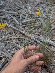 (c) Eric Knight, some rights reserved (CC BY) Thelesperma simplicifolium, photograph (c) Eric Knight, some rights reserved (CC BY)