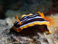 Chromodoris quadricolor