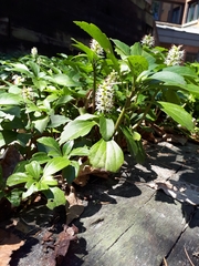 Pachysandra