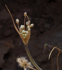 Allium decaisnei