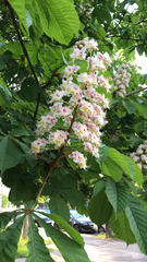 Aesculus hippocastanum