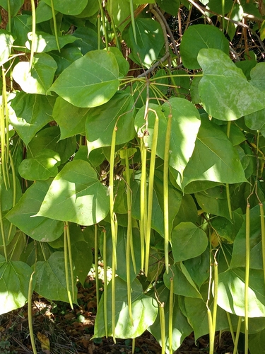 southern catalpa