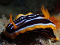 Chromodoris quadricolor