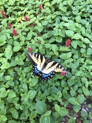Papilio glaucus image