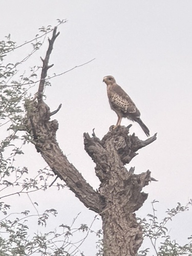 White-eyed Buzzard