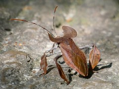 Heteroptera