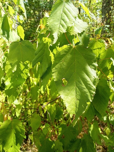 Tatarian Maple