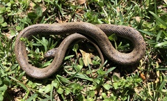 Storeria dekayi