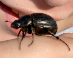 Phyllophaga cribrosa