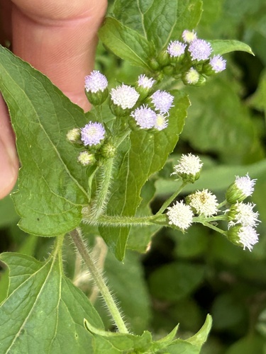 billygoat weed
