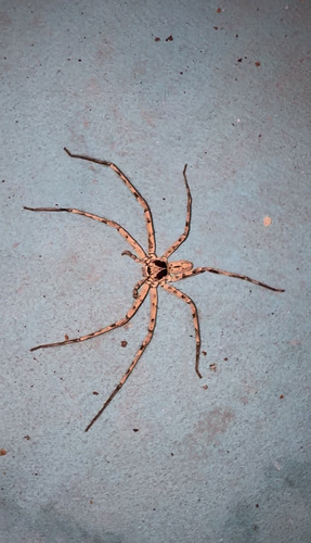 Pantropical Huntsman Spider
