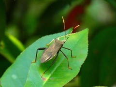 Heteroptera