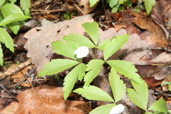 Anemonoides quinquefolia