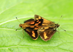 Taractrocera archias