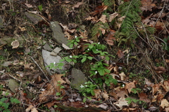 Anemonoides quinquefolia