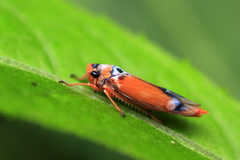 Bothrogonia ferruginea