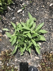 Centaurea montana